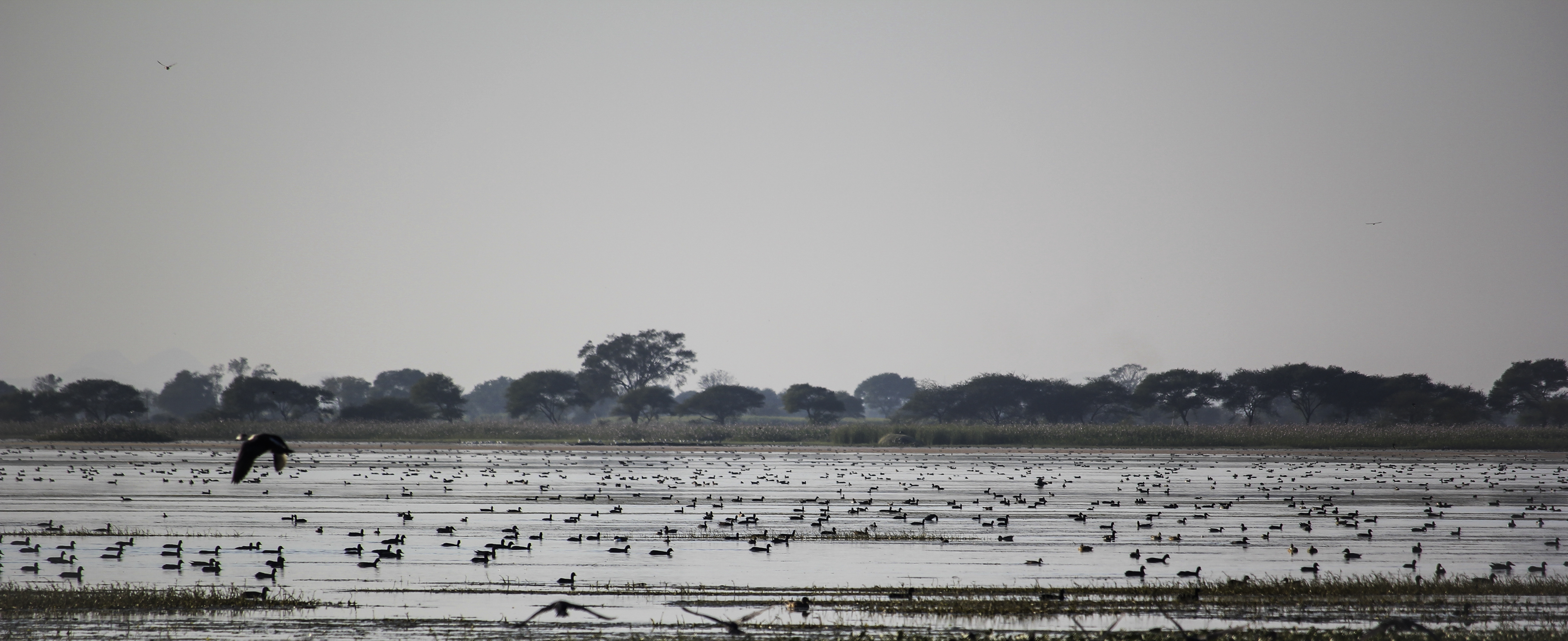 Ducks Assemblage